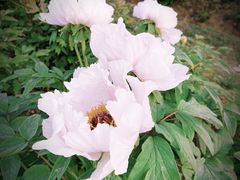 -合肥三国新城遗址公园