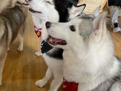 -Husky Go! 哈士奇体验馆·宠物咖啡厅狗咖