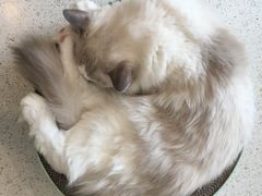 -飞行喵MR PILOT|猫舍·猫咖(静安大融城店)