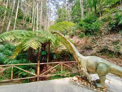 -九龙江国家森林公园