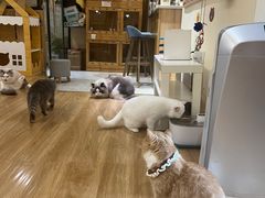 -滚猫咖啡·猫咖·猫友好撸猫(未来城店)