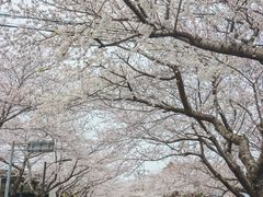 -柱状节理带