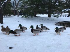 -北海道厅旧本厅舍(旧本庁舎)