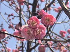 -香雪海