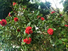 -深圳国际园林花卉博览园