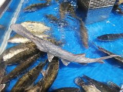 -盒马鲜生(莱蒙都会店)