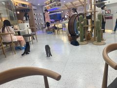 -喵园·猫主题咖啡厅·撸猫·猫咖(国贸店)