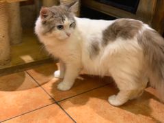 -more than meow吴止猫主题餐厅(承德 中船汇店)