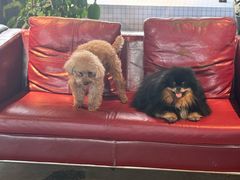 -百好乐宠物友好餐厅(朝外大街店)