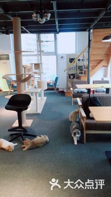 萌爪猫咪咖啡猫舍