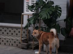 -大青树咖啡(大理古城店)