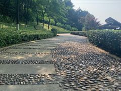 -铁山坪森林公园