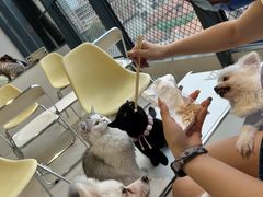 -怪兽屋·羊驼·猫咖·狗咖(俊华广场店)