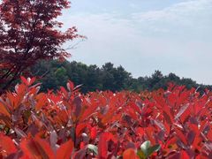 -铁山坪森林公园