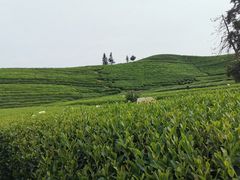 -听风阁农家私房菜茶楼(龙坞店)