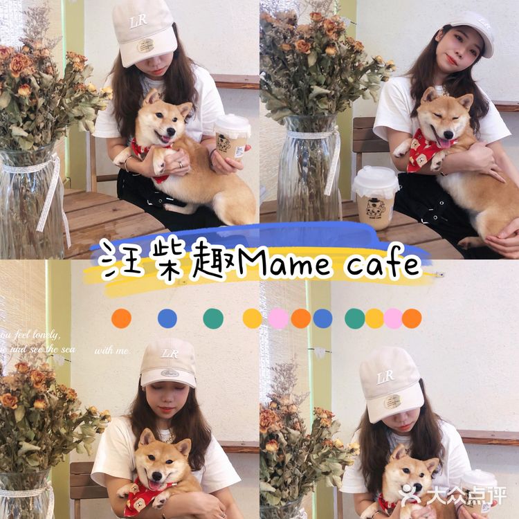 深圳必打卡|最萌汪柴趣狗咖大家快来撸！！