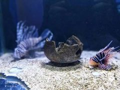 -芜湖新华联大白鲸海洋公园