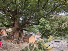 -杨家堂村
