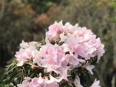 -梧桐山风景名胜区