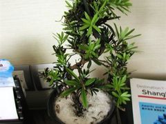 -上海明天广场JW万豪酒店