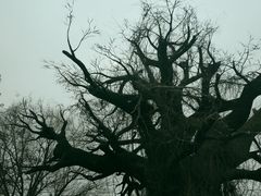 -大槐树寻根祭祖园