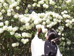 -墨尔本皇家植物园