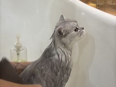 -momokira米努特·德文卷毛猫·棉花面纱犬