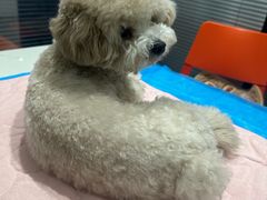 -伟伟宠物医院·CT影像中心·瑞派犬猫综合性门诊(汉口总院)
