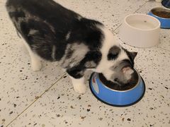 -猫域·湾主题猫咖·宠物吧(南坪城市广场店)
