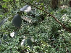 -上海佘山国家森林公园天马山园