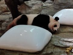 -广州长隆野生动物世界