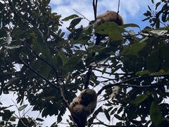 -西双版纳原始森林公园