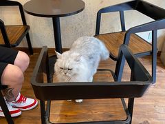 -猫友咖啡店(玉林西路店)