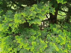 -苍山感通索道