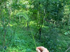 -上海佘山国家森林公园天马山园