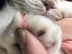 -MOLLY'S萌宠生活馆