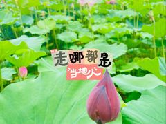 -白洋淀景区