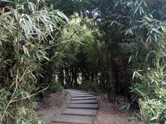 -神仙树公园
