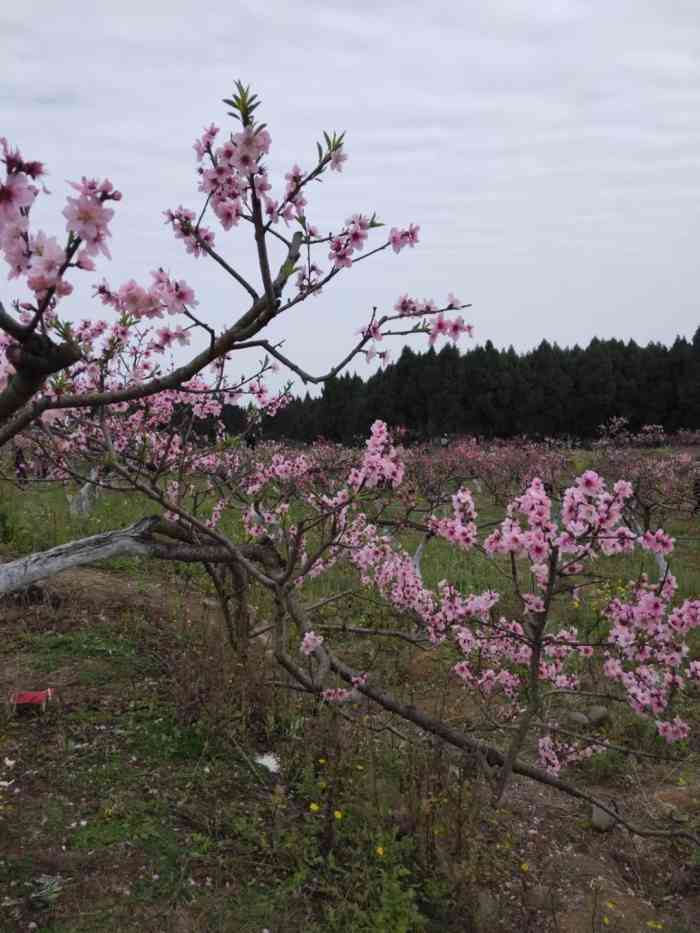 射洪桃花山风景区图片