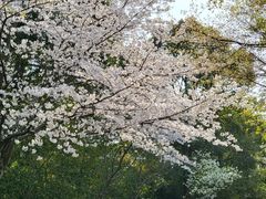 -上海滨江森林公园