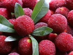 -同銮特种养殖场·龙虾垂钓