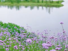 -洋湖国家湿地公园