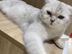 -藏猫猫咖啡主题馆(中央大道店)