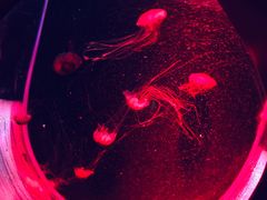 -屯靠屯地锅王(西南路店)