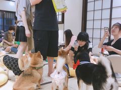 -逗柴咖啡屋·狗咖猫咖宠物桌游