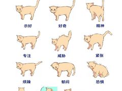 -lincat·猫舍(广州店)