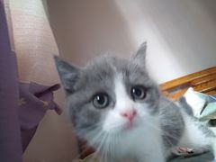 -贝来恩24H动物医院·转诊中心(稻香路店)