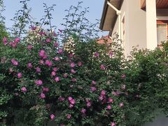 -颐和路民国时期公馆风貌区
