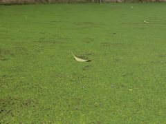 -成都市活水公园