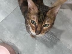 -楼上猫咖(罗湖店)
